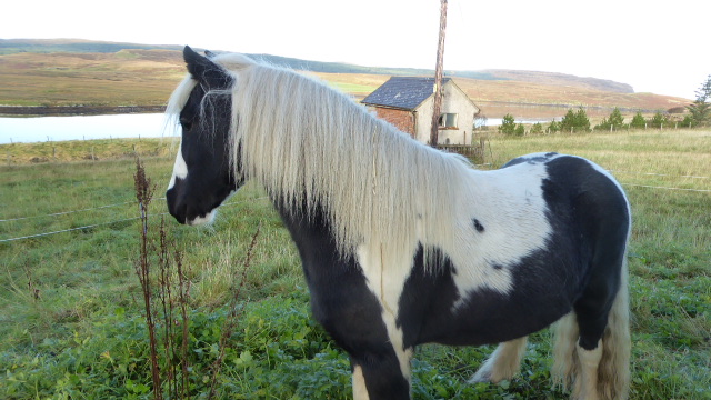 Pony in field